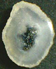 Calc&eacute;doine &agrave; inclusions