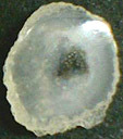 Calc&eacute;doine &agrave; inclusions