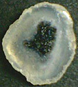Calc&eacute;doine &agrave; inclusions