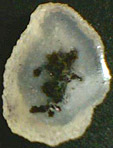 Calc&eacute;doine &agrave; inclusions