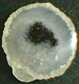Calc&eacute;doine &agrave; inclusions