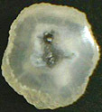 Calc&eacute;doine &agrave; inclusions