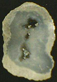 Calc&eacute;doine &agrave; inclusions