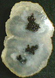 Calc&eacute;doine &agrave; inclusions