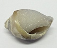 Coquillage & Druse