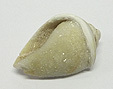Coquillage & Druse