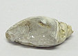 Coquillage & Druse