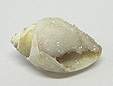 Coquillage & Druse