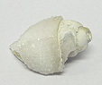 Coquillage & Druse