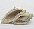 Coquillage & Druse