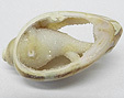 Coquillage & Druse