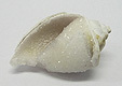 Coquillage & Druse