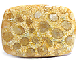 Corail Fossilisé Corail Fossilisé