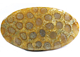 Corail Fossilis�