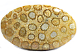 Corail Fossilis�