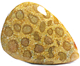Corail Fossilis�