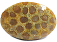Corail Fossilis�