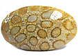 Corail Fossilis�