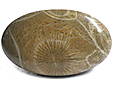 Corail Fossilis�