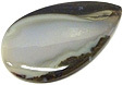 Colus Fossilis�
