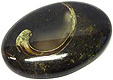 Colus Fossilis�