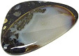 Colus Fossilis�