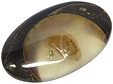 Colus Fossilis�