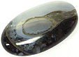Colus Fossilis�