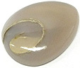 Colus Fossilis�