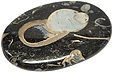 Colus Fossilis�