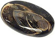 Colus Fossilis�