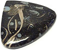 Colus Fossilis�