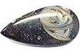 Colus Fossilis�