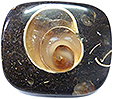 Colus Fossilis�