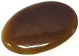 Coquille de Bivalve