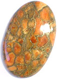 Corail Eponge