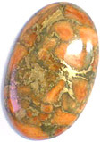 Corail Eponge