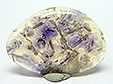 Fluorite � Inclusions