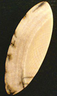 Ivoire de Mammouth