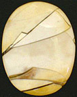 Jaspe Br�chiforme