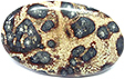 Jaspe Leopard