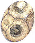 Jaspe Tournesol