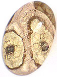 Jaspe Tournesol