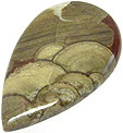 Jaspe Champignon