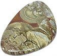 Jaspe Champignon