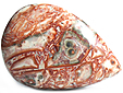 Jaspe Leopard