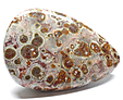 Jaspe Leopard