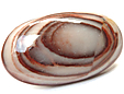 Jaspe Oeil