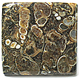 Jaspe � Turritelles