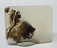 Opale Dendritique